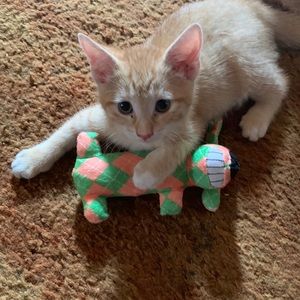 Meet your Posher, Pamela